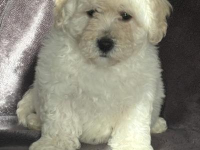 Poochon puppies
