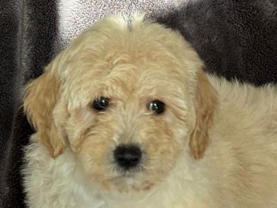 Poochon puppies in Laois