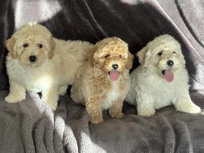 Poochon puppies