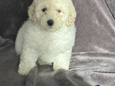 Poochon puppies