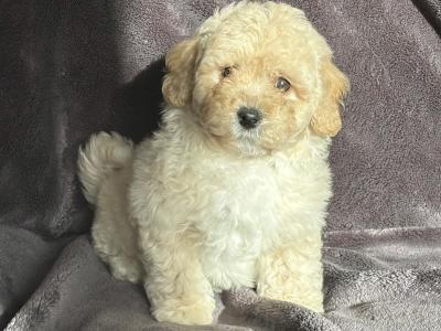 Poochon puppies