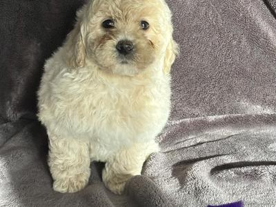 Poochon puppies
