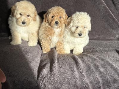 Poochon puppies