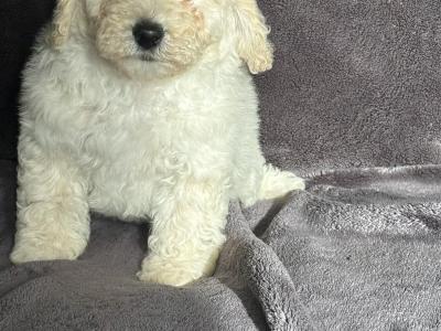 Poochon puppies