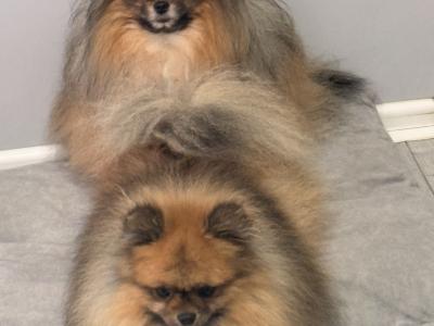 3 Pomeranians