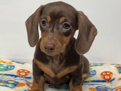 Beautiful Miniature Smooth Haired Dachshund puppies in Cavan, from Genetically Health Tested Parents