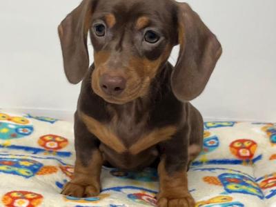 Beautiful Miniature Smooth Haired Dachshund puppies in Cavan, from Genetically Health Tested Parents