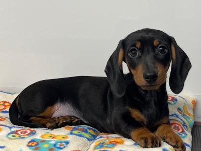 Beautiful Miniature Smooth Haired Dachshund puppies in Cavan, from Genetically Health Tested Parents