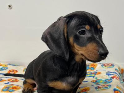 Beautiful Miniature Smooth Haired Dachshund puppies in Cavan, from Genetically Health Tested Parents