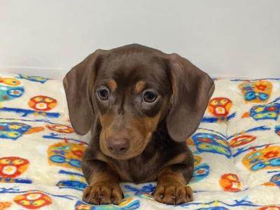 Beautiful Miniature Smooth Haired Dachshund puppies in Cavan, from Genetically Health Tested Parents
