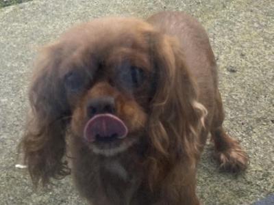 Cavalier King Charles Spaniel (m)