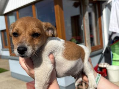 Miniature Jack Russell pups male