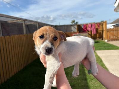 Miniature Jack Russell pups male