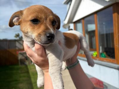 Miniature Jack Russell pups male