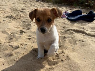 Miniature Jack Russell pups male