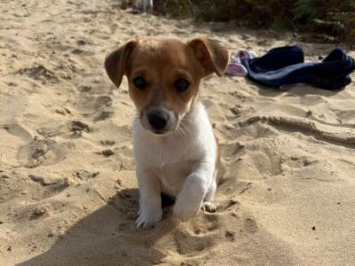 Miniature Jack Russell pups male