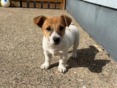 Miniature Jack Russell pups male