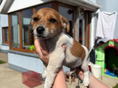 Miniature Jack Russell pups male