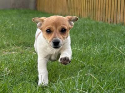 Miniature Jack Russell pups male
