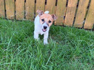 Miniature Jack Russell pups male