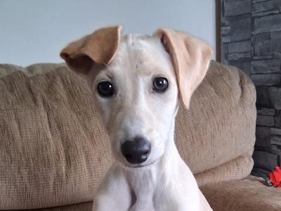 Female Golden Italian Greyhound puppy 3 months old in Roscommon