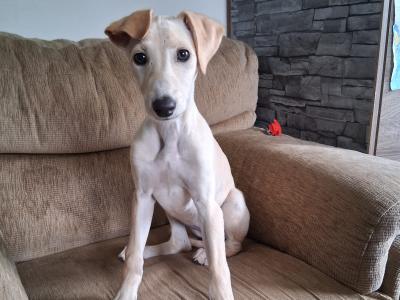 Female Golden Greyhound X puppy 3 months old in Roscommon