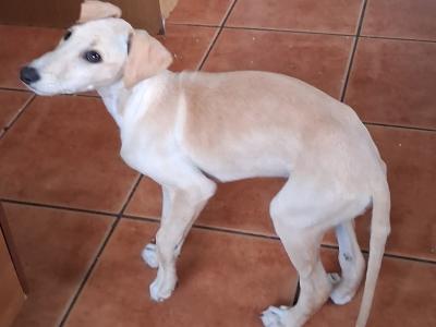 Female Golden Italian Greyhound puppy 3 months old in Roscommon
