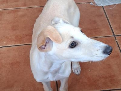 Female Golden Italian Greyhound puppy 3 months old in Roscommon