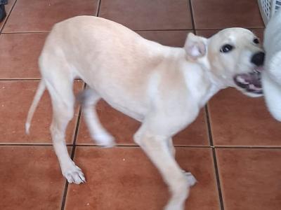 Female Golden Italian Greyhound puppy 3 months old in Roscommon
