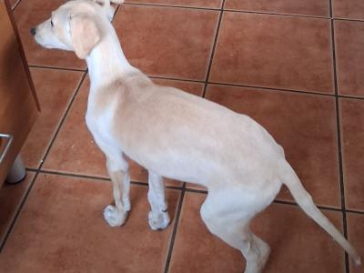 Female Golden Italian Greyhound puppy 3 months old in Roscommon