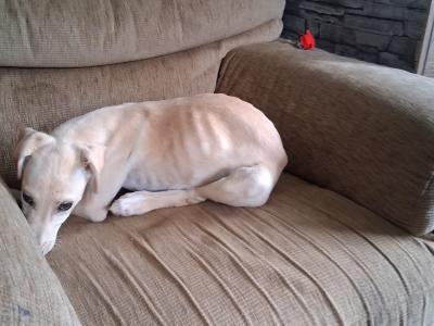 Female Golden Italian Greyhound puppy 3 months old in Roscommon