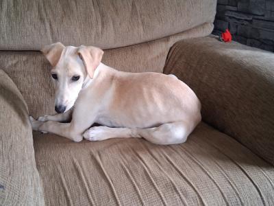 Female Golden Italian Greyhound puppy 3 months old in Roscommon