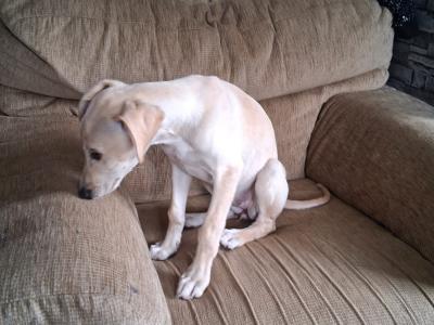 Female Golden Italian Greyhound puppy 3 months old in Roscommon