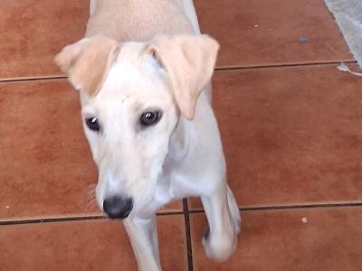 Female Golden Italian Greyhound puppy 3 months old in Roscommon