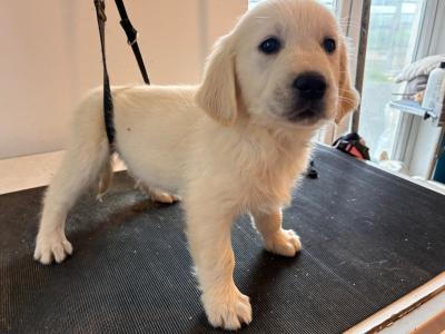 2 Beautiful male IKC Registered (pending) Golden Retriever puppies in Clare