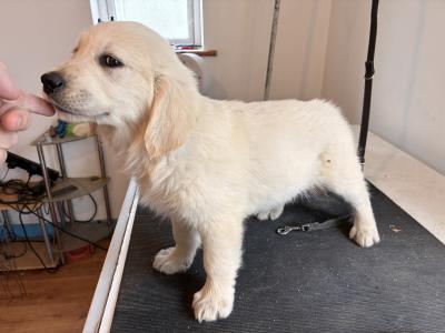 2 Beautiful Male IKC Registered (pending) Golden Retriever puppies in Clare