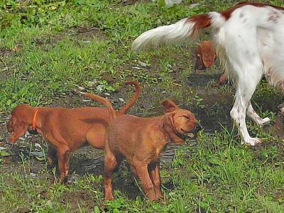 IKC Registered (pending) Red Setter puppies in Galway