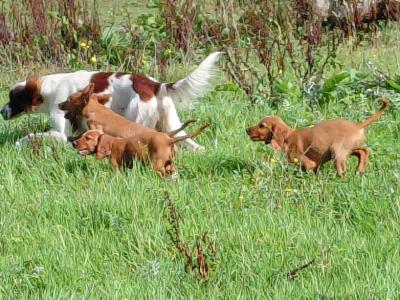 IKC Registered (pending) Red Setter puppies in Galway