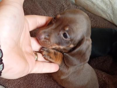 Two miniature Dachshund puppies in Dublin