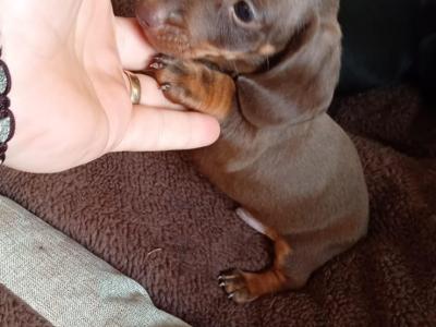 Two miniature Dachshund puppies in Dublin