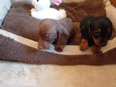 Two miniature Dachshund puppies in Dublin