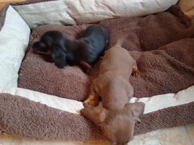 Two miniature Dachshund puppies in Dublin