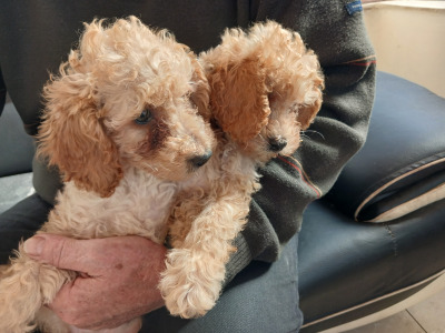 Poodle puppies in Cork