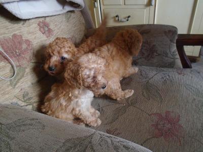 Poodle puppies in Cork
