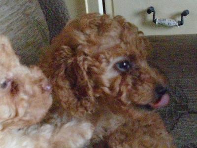 Poodle puppies in Cork