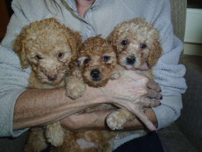 Poodle puppies in Cork
