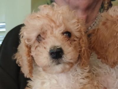 Poodle puppies in Cork