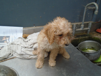 Poodle puppies in Cork