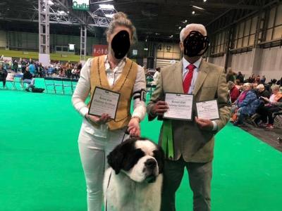 Champion Bloodlines IKC Registered Long Coat St. Bernard puppies in Limerick 🐾🏆