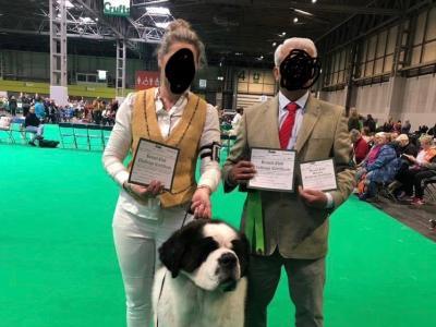 Champion Bloodlines IKC Registered Long Coat St. Bernard puppies in Limerick 🐾🏆